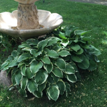 Hostas are the July 2016 Plant of the Month