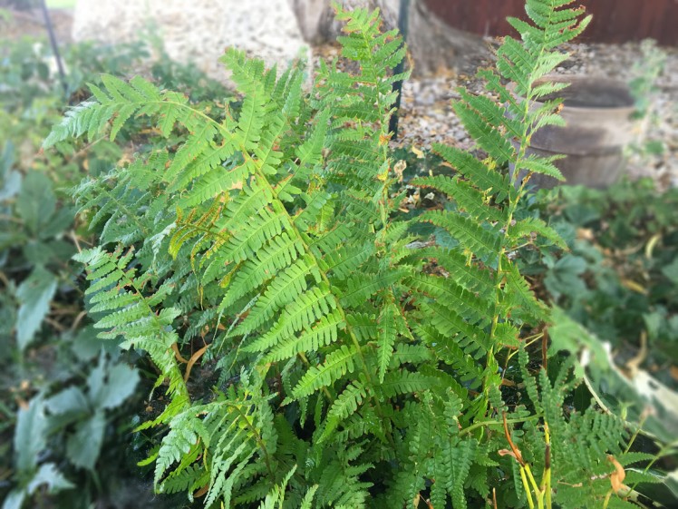 Ferns are the August 2016 plant of the month at Glacier View Landscape