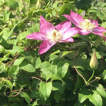 Clematis is Plant of the month!