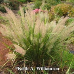 ornamental-feather-reed-grass-Louisville-colorado-landscaping