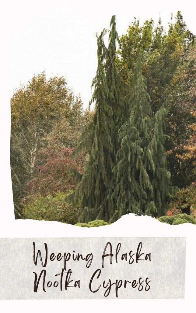 March 2022 Plant of the Month for Longmont CO area landscapes-Weeping Alaska Nootka Cypress
