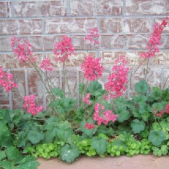 Coral Bells, photo by Patrick Standish on Flickr.com